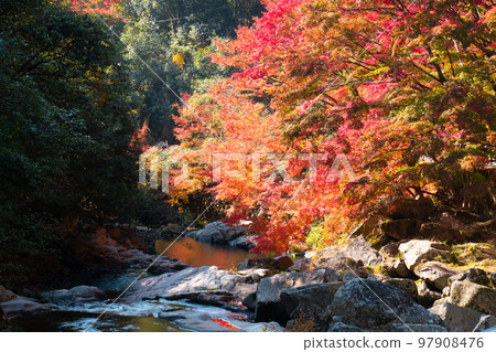 Gokei Autumn sunshine, mountain stream and autumn leaves 8 Soja City, Okayama Prefecture 97908476
