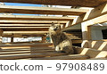 Confident cat under wooden planks in striped sunlight 97908489