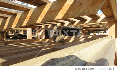 Cat in a maze of boards in striped sunlight and a shadow from an eagle Cat in a maze of boards in striped sunlight and a shadow from an eagle 97908501