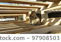 Bold cat in a labyrinth of planks in striped sunlight 97908503