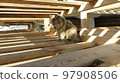 Attentive gray cat in a labyrinth of boards in striped sunlight 97908506