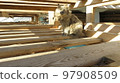 Gray cat with beautiful eyes in a labyrinth of boards in striped sunlight 97908509