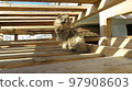 Amazing gray cat with beautiful eyes in a maze of boards in striped sunlight 97908603