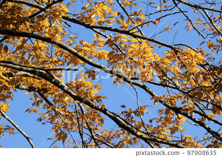 Uwazumizakura with orange leaves Uwazumizakura with orange leaves 97908635