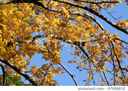 Uwazumizakura with orange leaves Uwazumizakura with orange leaves 97908638