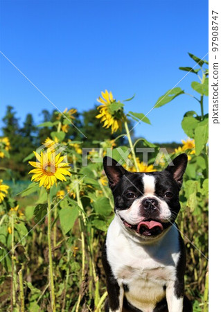 2022Mighty, the Boston Terrier who looks cute in a mini sunflower field with a beautiful blue sky in Hatoyama Town, the happiest place in Japan 2022Mighty, the Boston Terrier who looks cute in a mini sunflower field with a beautiful blue sky in Hatoyama Town, the happiest place in Japan 97908747
