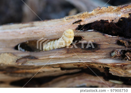 Longhorn beetle larvae emerging from a split chestnut tree Longhorn beetle larvae emerging from a split chestnut tree 97908750
