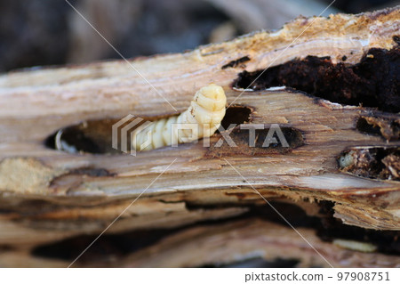 Longhorn beetle larvae emerging from a split chestnut tree 97908751