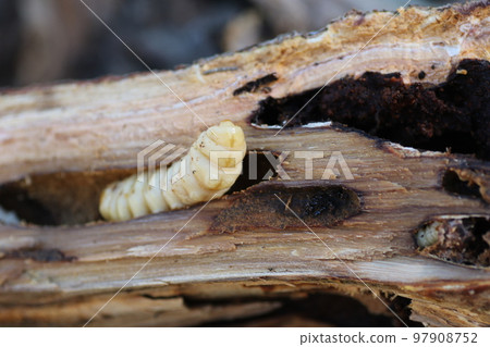 Longhorn beetle larvae emerging from a split chestnut tree 97908752