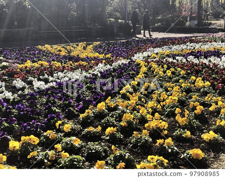 在冬天的花朵 97908985