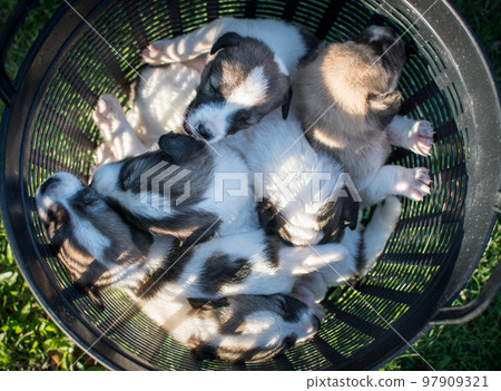 thai puppy sleeping in basket thai puppy sleeping in basket 97909321