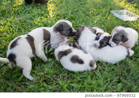 thai puppy sleeping on the green grass thai puppy sleeping on the green grass 97909332
