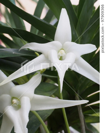 Angraecum sesquipedale Angraecum sesquipedale 蘭花和西方蘭花的祖先 97909366