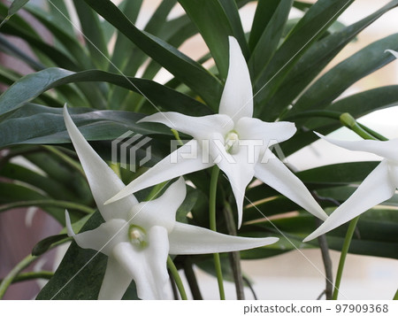 Angraecum sesquipedale Angraecum sesquipedale 蘭花和西方蘭花的祖先 Angraecum sesquipedale Angraecum sesquipedale 蘭花和西方蘭花的祖先 97909368