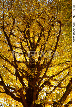 Yellow world 97909409