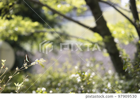 Early summer scenery with dancing bluebottle-2 97909530