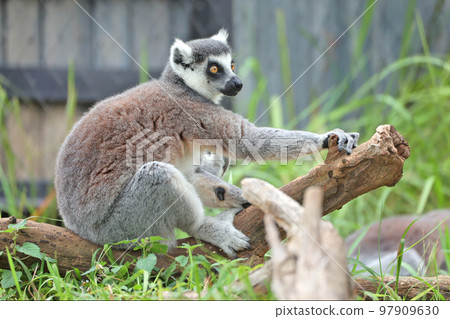 金剛狼狐猴 97909630