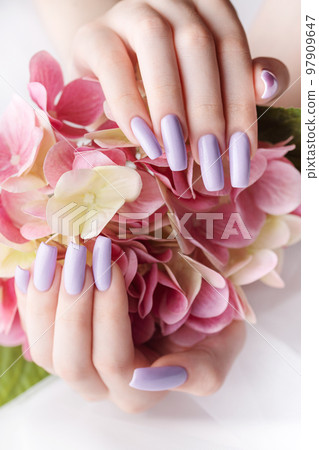 Girl's hands with a soft purple manicure. Girl's hands with a soft purple manicure. 97909647