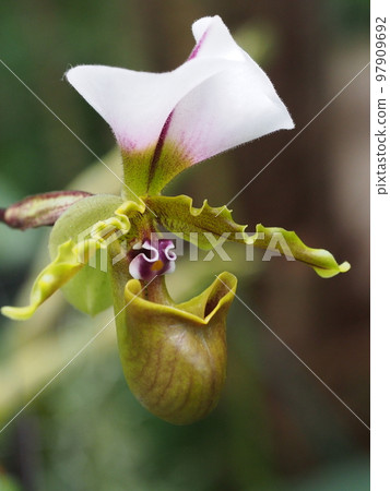 Paphiopedilum spicerianum Paphiopedilum spicerianum 蘭花的祖 97909692