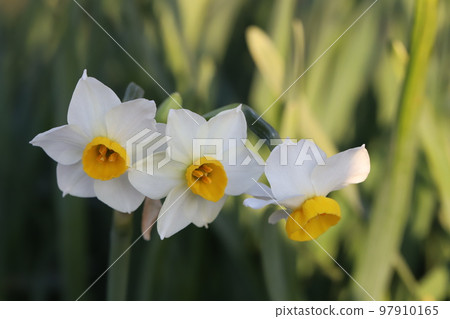 Fusazaki narcissus flower with white petals and yellow secondary corolla blooming in a Japanese winter garden 97910165