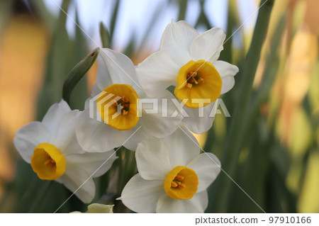Fusazaki narcissus flower with white petals and yellow secondary corolla blooming in a Japanese winter garden 97910166