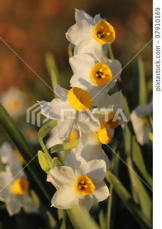 Fusazaki narcissus flower with white petals and yellow secondary corolla blooming in a Japanese winter garden 97910169
