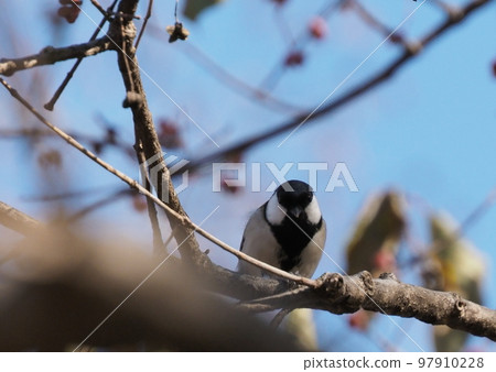 Great tit 97910228
