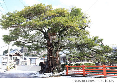Kasumi Tab Tree Winter (Maruoka Town, Sakai City, Fukui Prefecture) 97910389
