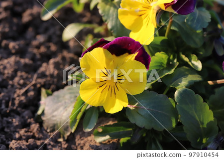 開花在日本冬天庭院裡的黃色三色堇花 開花在日本冬天庭院裡的黃色三色堇花 97910454