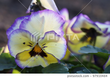 開花在日本冬天庭院裡的黃色，白色和紫色雙色的三色堇花 97910484