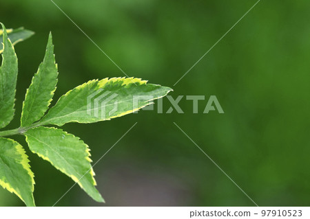Nature green leaves in the summer garden. Natural green leaf on a green background, the use of environmental ecology or greenery wallpaper as a spring background 97910523