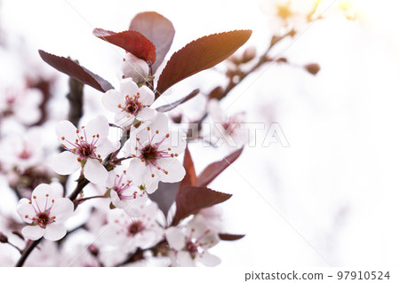 Pink cherry in spring. Pink sakura leaves. Blossoming apple tree, spring background, tenderness of natural natural eco cosmetics 97910524