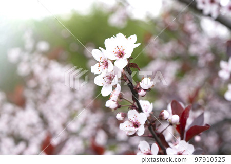 Pink cherry in spring. Pink sakura leaves. Blossoming apple tree, spring background, tenderness of natural natural eco cosmetics Pink cherry in spring. Pink sakura leaves. Blossoming apple tree, spring background, tenderness of natural natural eco cosmetics 97910525