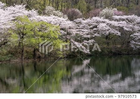Kurogata cherry blossoms 97910573
