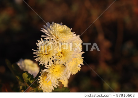 Yellow chrysanthemum flowers blooming in a Japanese winter garden 97910608