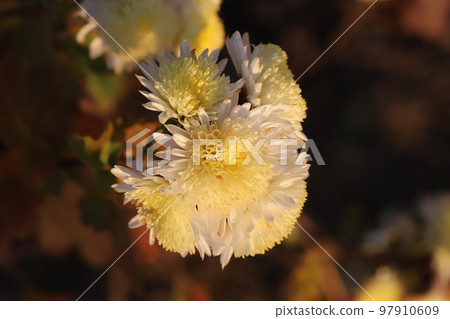 Yellow chrysanthemum flowers blooming in a Japanese winter garden 97910609