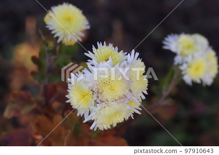 開花在日本冬天庭院裡的多彩多姿的白色和黃色菊花 97910643