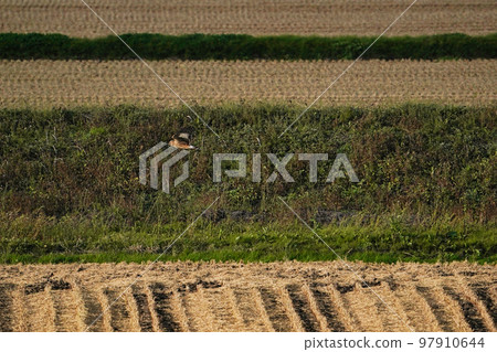 Gray whiting flew to harvested paddy fields in Hokkaido 97910644