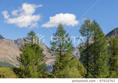 Evergreen tops of tall pine trees against backdrop of bald granite alpine rocks and blue sky 97910761