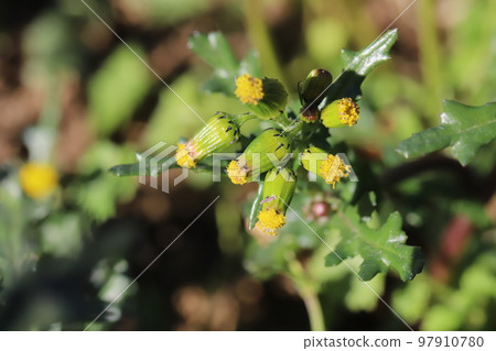 Yellow buds of Nogeshi in bloom in a winter field in Japan Yellow buds of Nogeshi in bloom in a winter field in Japan 97910780