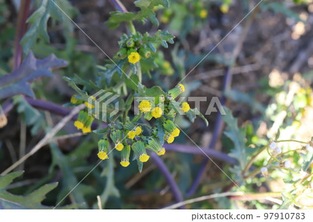 Yellow buds of Nogeshi in bloom in a winter field in Japan Yellow buds of Nogeshi in bloom in a winter field in Japan 97910783
