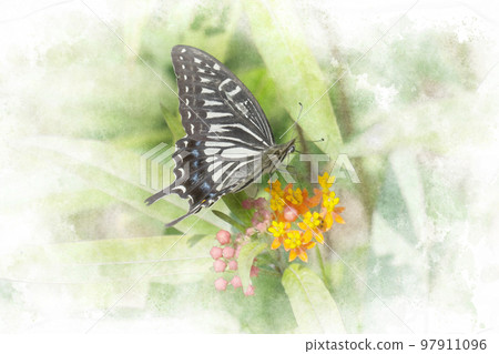 Swallowtail butterfly sucking nectar from flowers Swallowtail butterfly sucking nectar from flowers 97911096