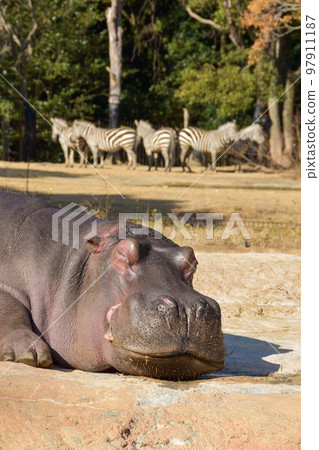 A hippopotamus and a group of zebras taking a nap comfortably A hippopotamus and a group of zebras taking a nap comfortably 97911187