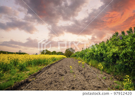 Rural sunset over a canola field 97912420