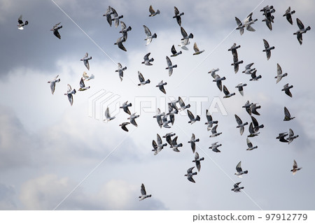 flock of homing pigeon flying against cloudy sky flock of homing pigeon flying against cloudy sky 97912779