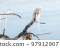 Icicles on a branch in the winter Icicles on a branch in the winter 97912907