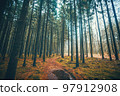 Nature trail in a pine tree forest in the fall Nature trail in a pine tree forest in the fall 97912908