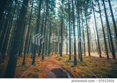Nature trail in a pine tree forest in the fall Nature trail in a pine tree forest in the fall 97912908