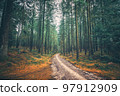 Tall pine trees in a mystic forest Tall pine trees in a mystic forest 97912909