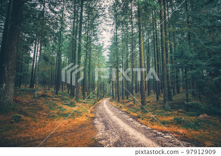 Tall pine trees in a mystic forest 97912909